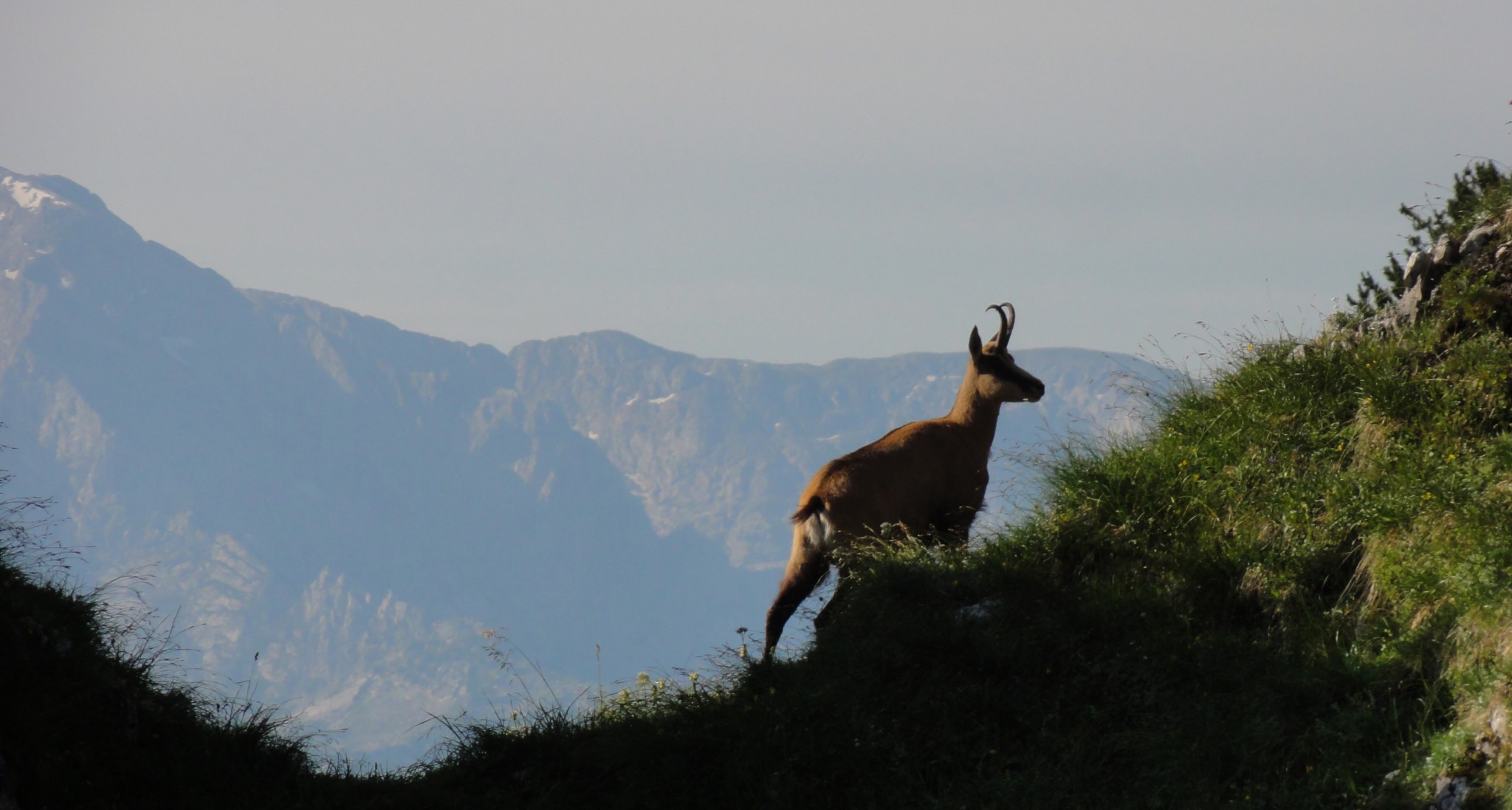 Arnoweg: Gams am Untersberg