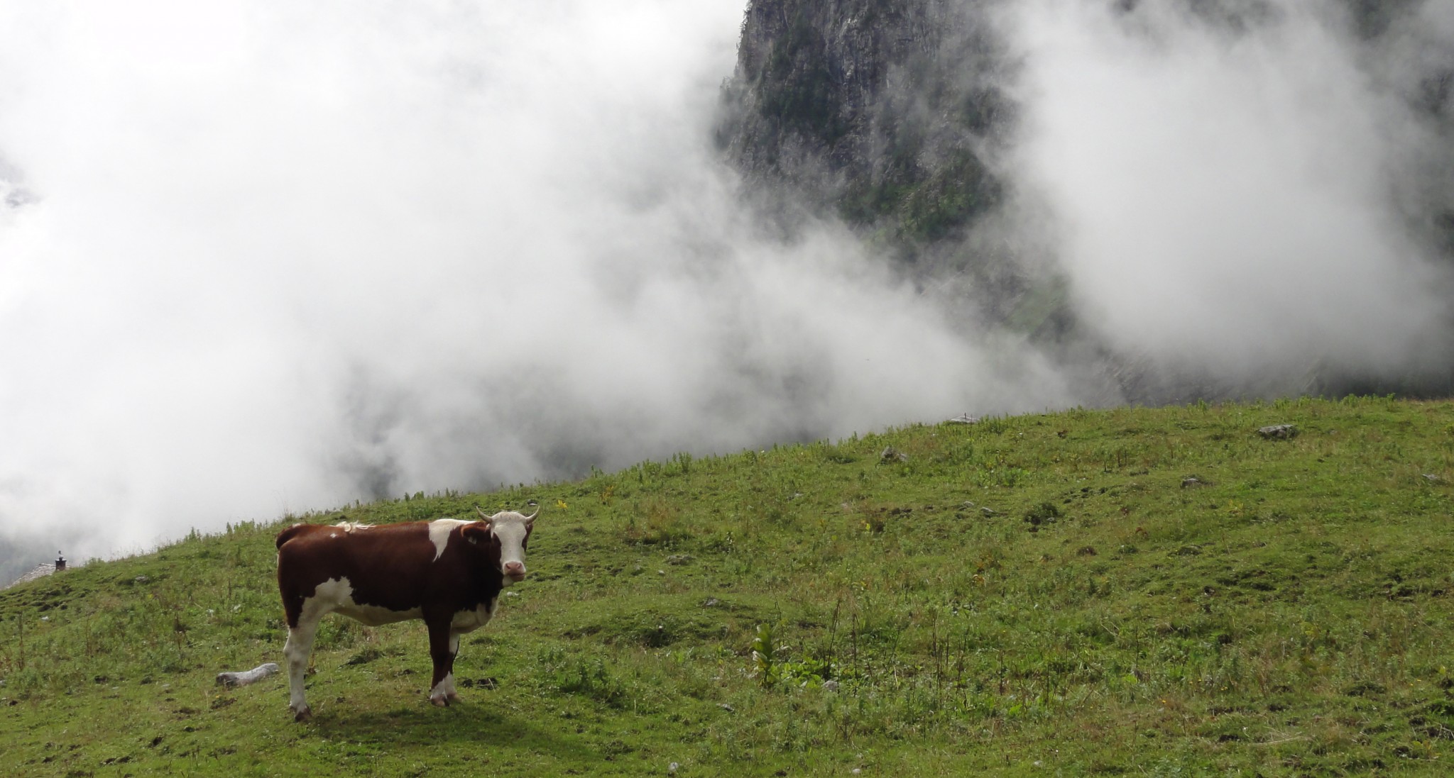 Arnoweg: Kuh auf der Jochalm