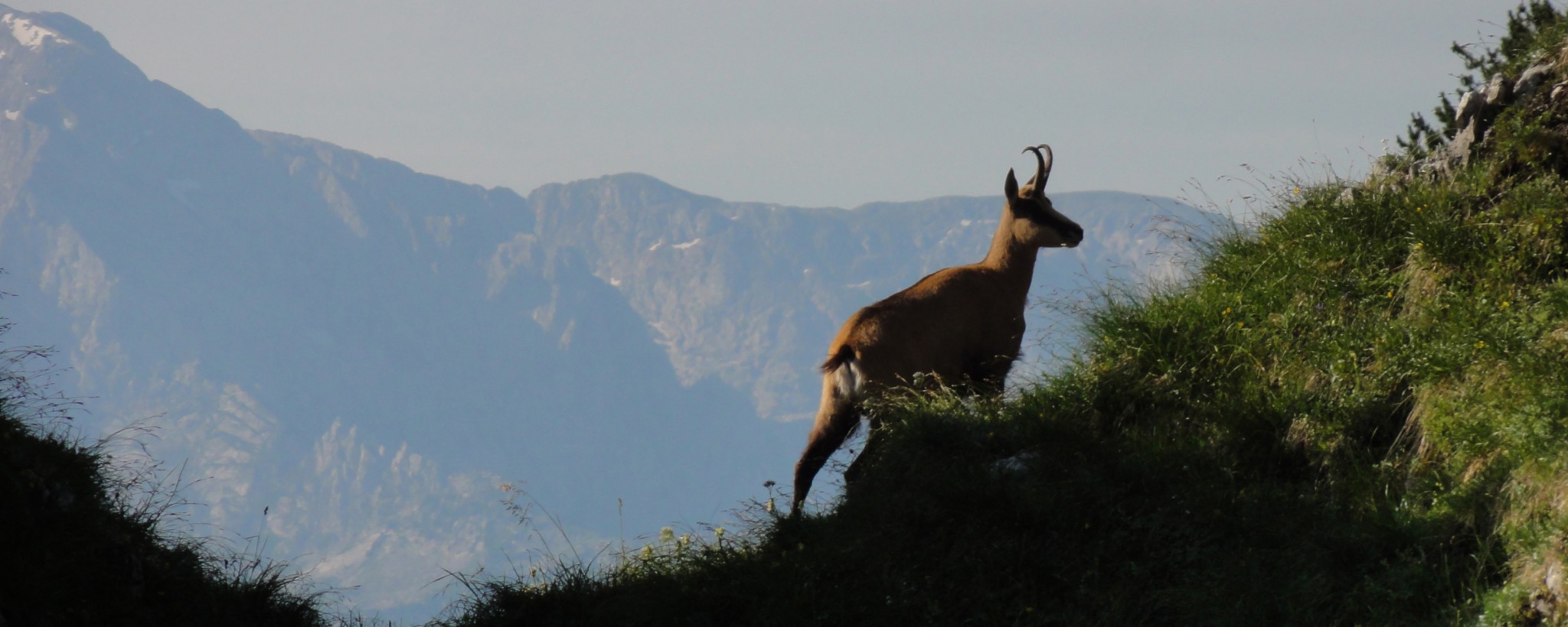 Arnoweg: Gams am Untersberg