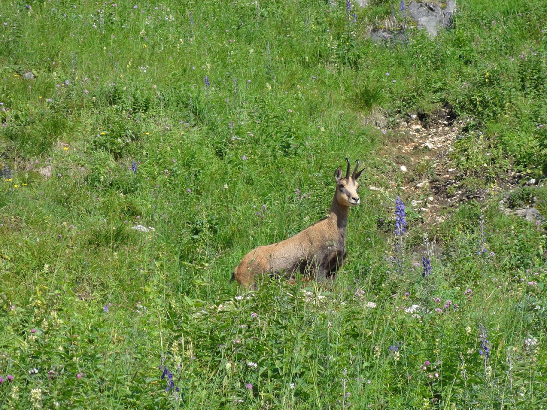 Arnoweg: Gams auf der Oberen Rositten