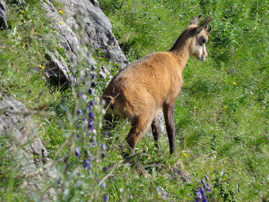 Arnoweg: Junge Gams auf der Oberen Rositten