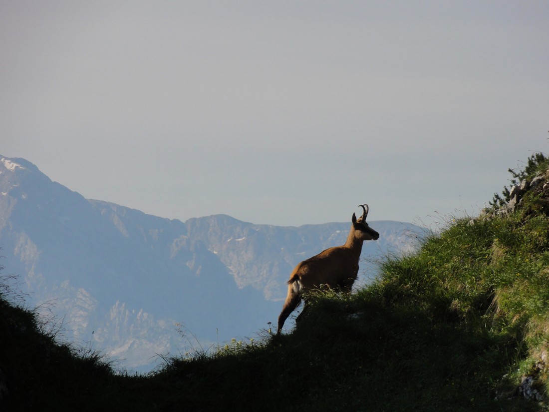 Arnoweg: Gams am Untersberg