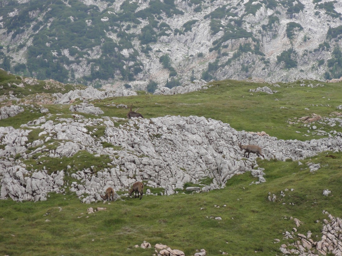 Arnoweg: Steinböcke am Schneibstein