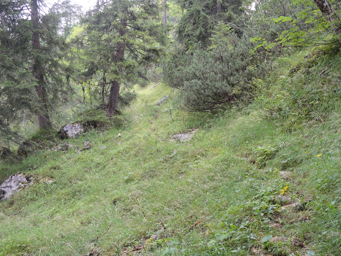 Arnoweg: Der teils stark verwachsene Weg Richtung Hundsalm