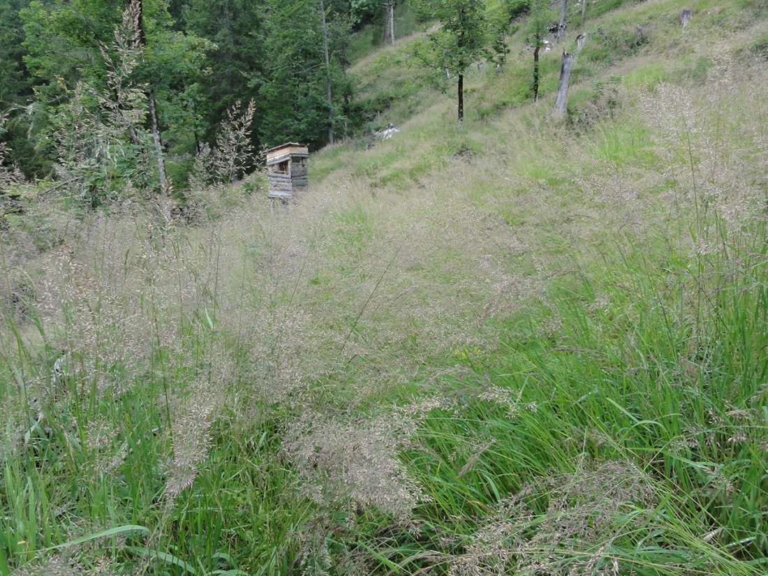 Arnoweg: Der teils stark verwachsene Weg Richtung Hundsalm