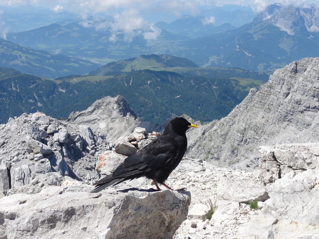 Arnoweg: Alpendohle am Gipfel des Großen Hinterhorn (2506 m)