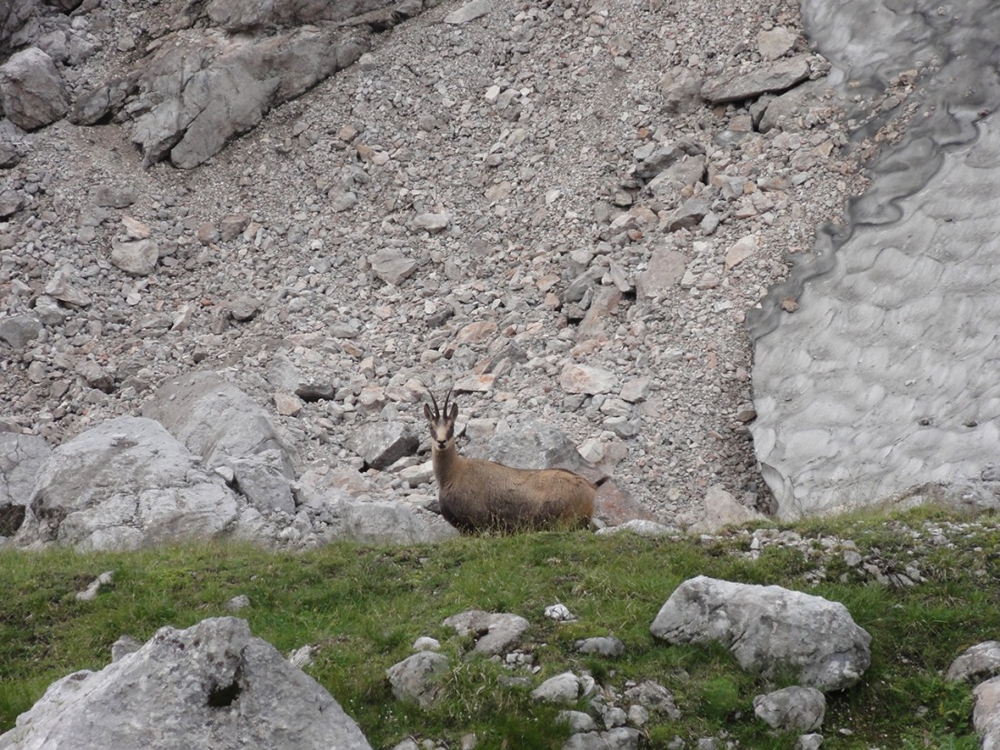 Arnoweg: Eine neugierige Gams