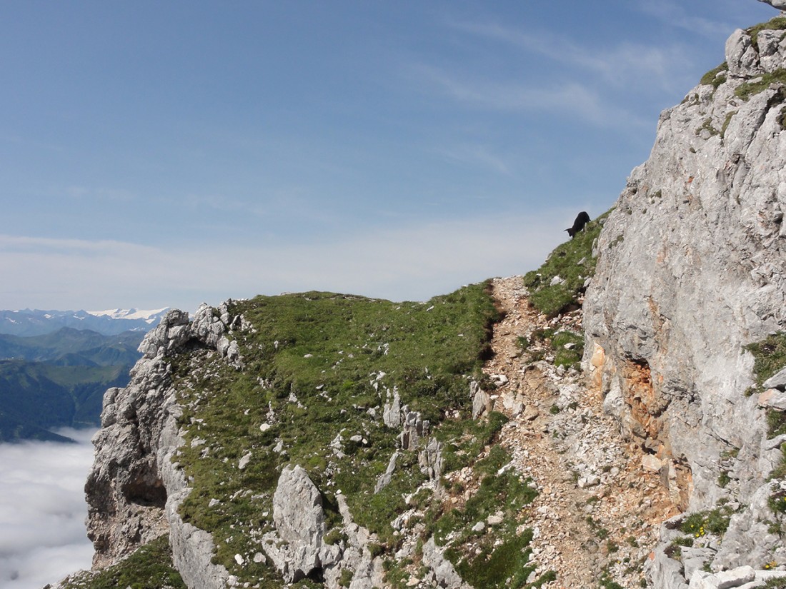 Arnoweg: Junges Schaf am Weg auf den Gipfel des Birnhorns