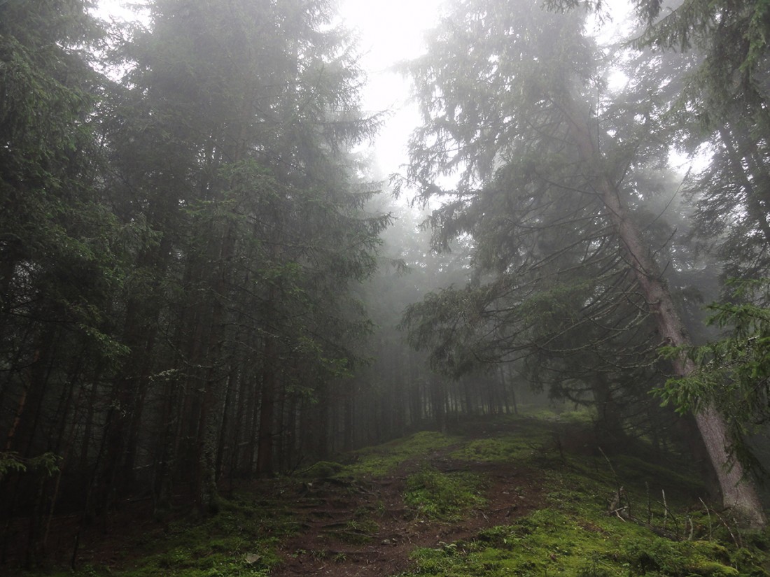 Arnoweg: Der Aufstieg zu den Steinernen Mandln am Höhenkamm war leider durchwegs nebelig.