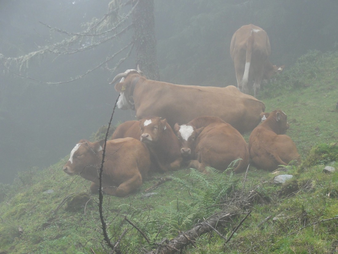 Arnoweg: Auch die Kühe wollten bei dem dichten Nebel nicht so recht wandern.