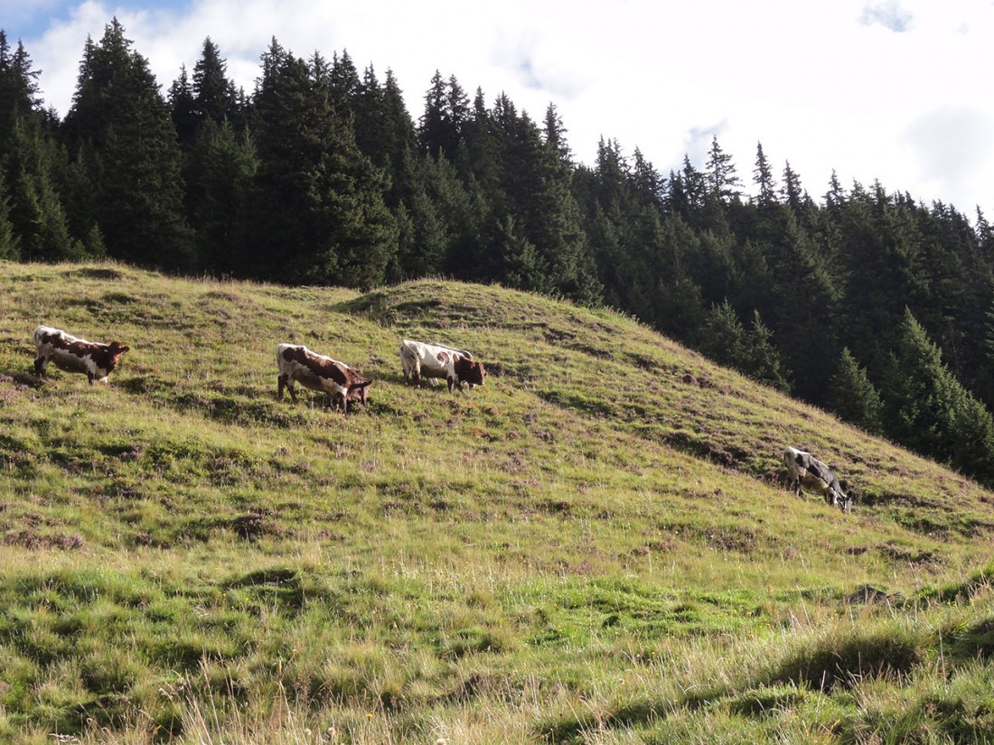 Arnoweg: Entlang des Abstiegs nach Mittersill geht es über schöne Almböden.