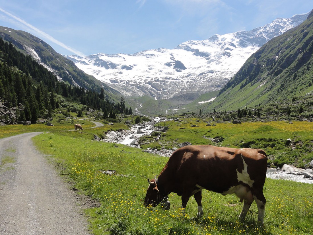 Arnoweg: Der Krimmler Gletscher strahlt schon von Weitem.