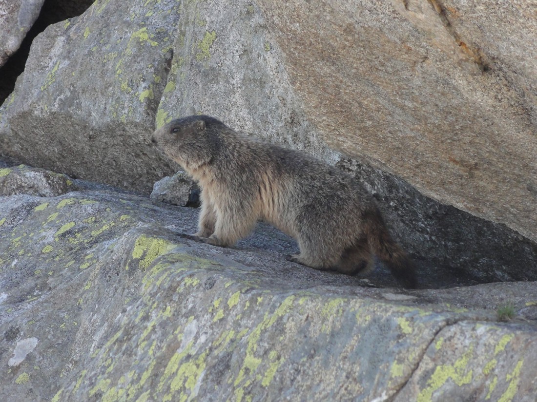 Arnoweg: Meine ständigen Begleiter beim Abstieg von der Kürsinger Hütte in den Talboden: äußerst neugierige Murmeltiere