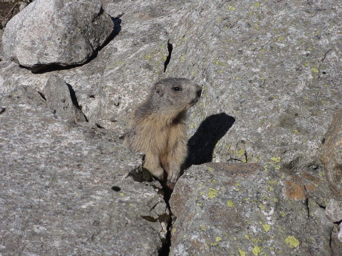 Arnoweg: Die weniger scheuen Murmeltiere lassen sich auch aus der Nähe begrüßen.