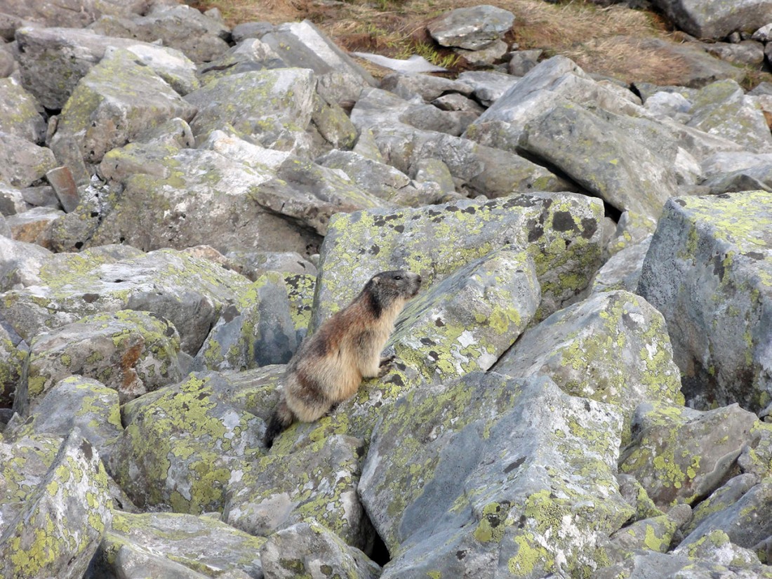 Arnoweg: Murmeltiere dürfen natürlich auch auf dieser Etappe nicht fehlen.