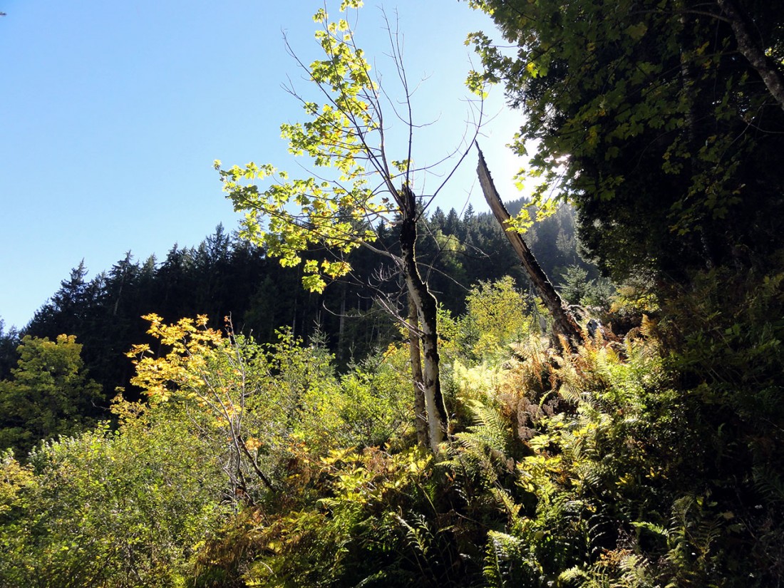 Arnoweg: Die Herbststimmung wird mit sinkender Sonne immer schöner.