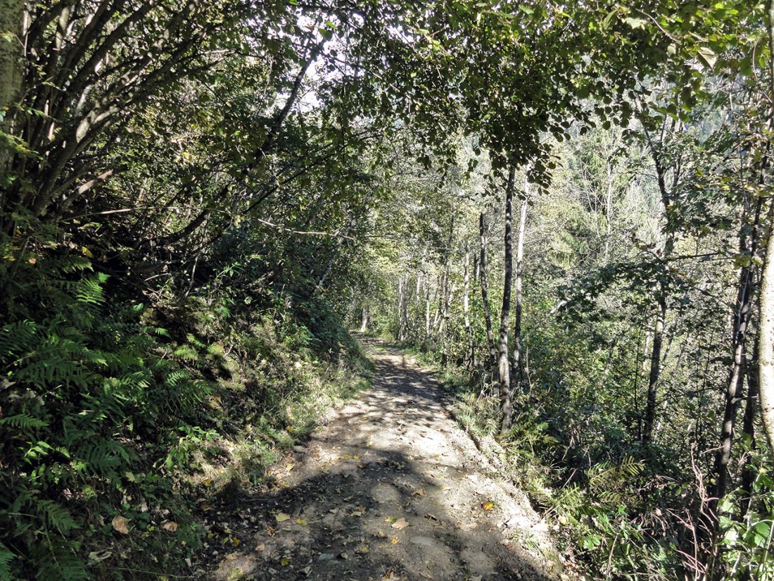 Arnoweg: Das letzte waldige Wegstück nach Fusch an der Glocknerstraße