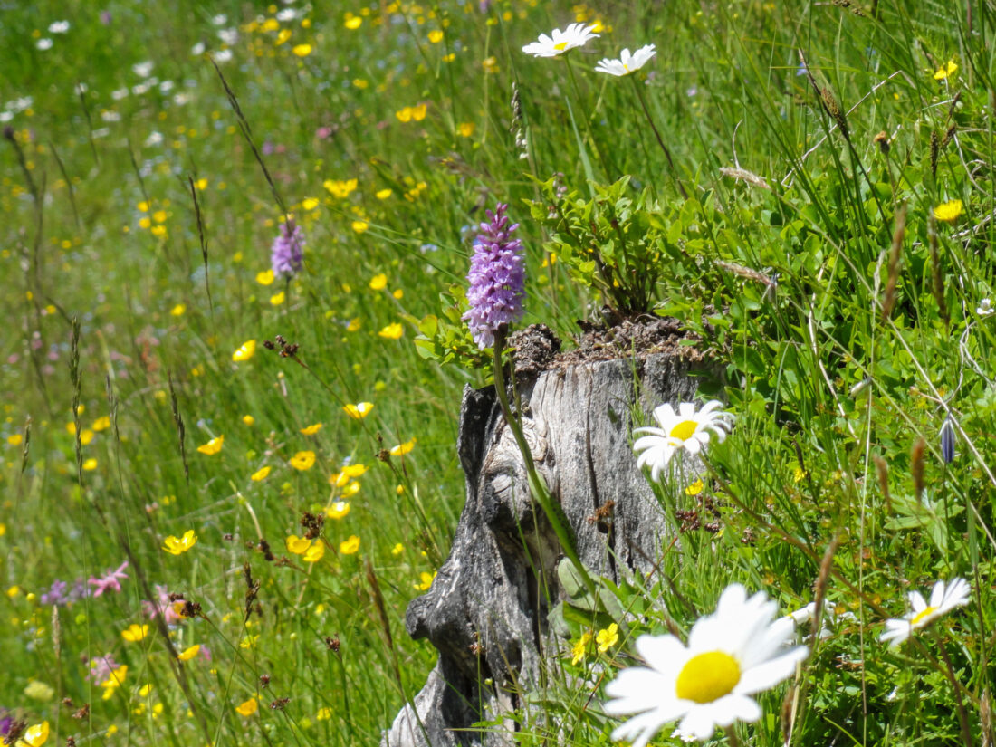 Arnoweg: blumiger Aufstieg von der Muritzen Richtung Schrovinschartl