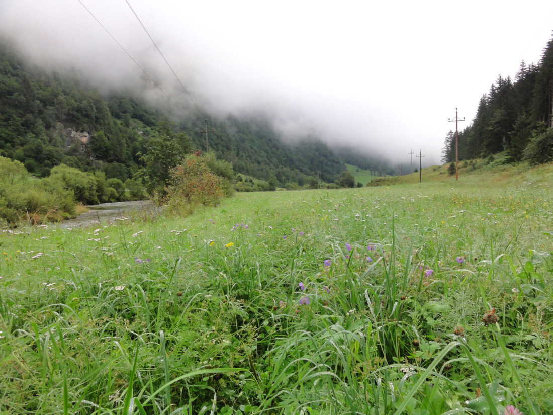 Arnoweg: Der Weg südlich der Mur ist nicht mehr beschildert und wenn überhaupt schwer erkennbar und verwachsen.