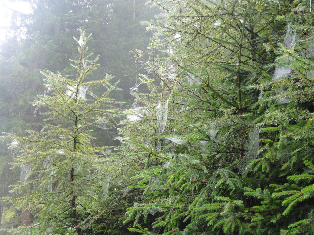 Arnoweg: Die Spinnweben sorgen für besondere Stimmung im Nebel beim Aufstieg zur Stöcklalm.