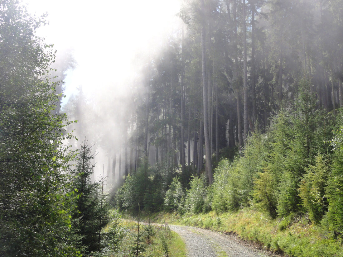 Arnoweg: Langsam lichtet sich der Nebel am Güterweg rauf zur Stöcklalm.