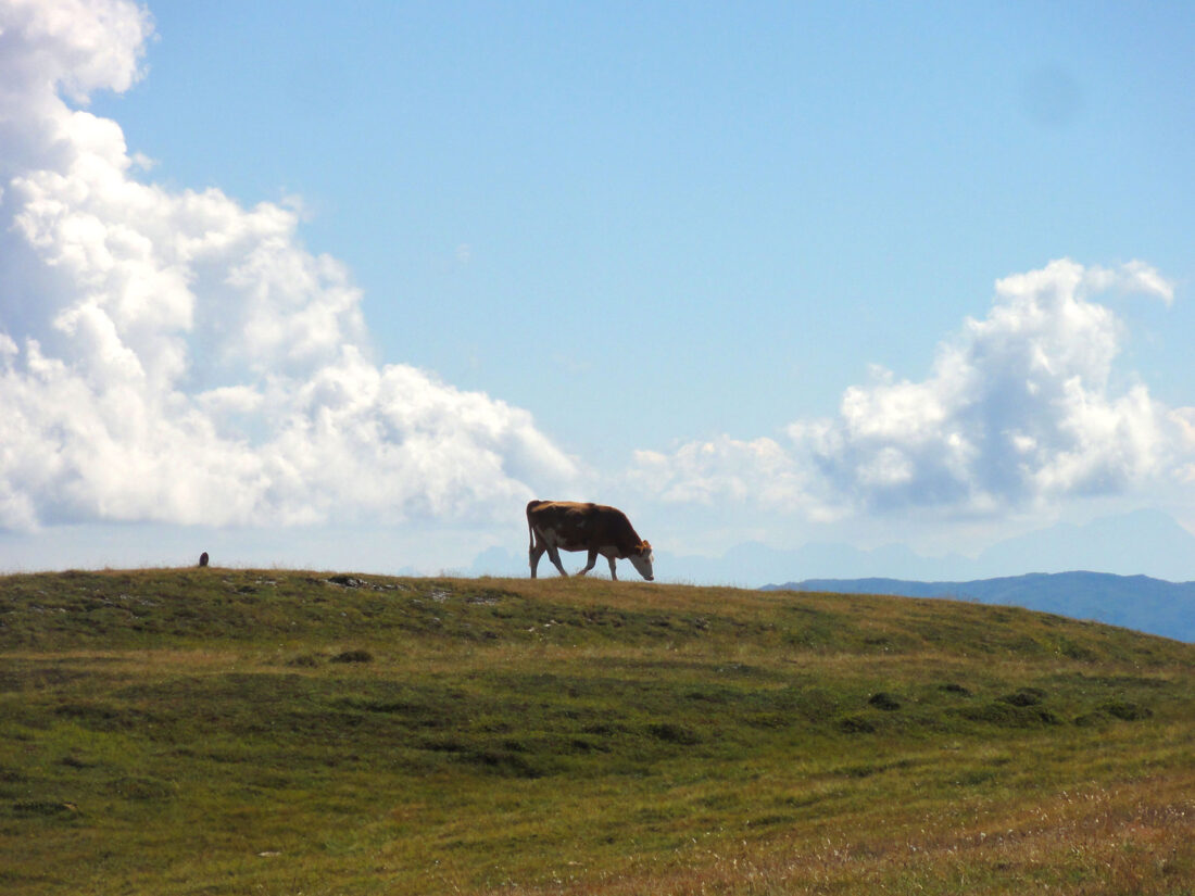 Arnoweg: grasende Kuh am Bergrücken zwischen Aineck und Teuerlnock