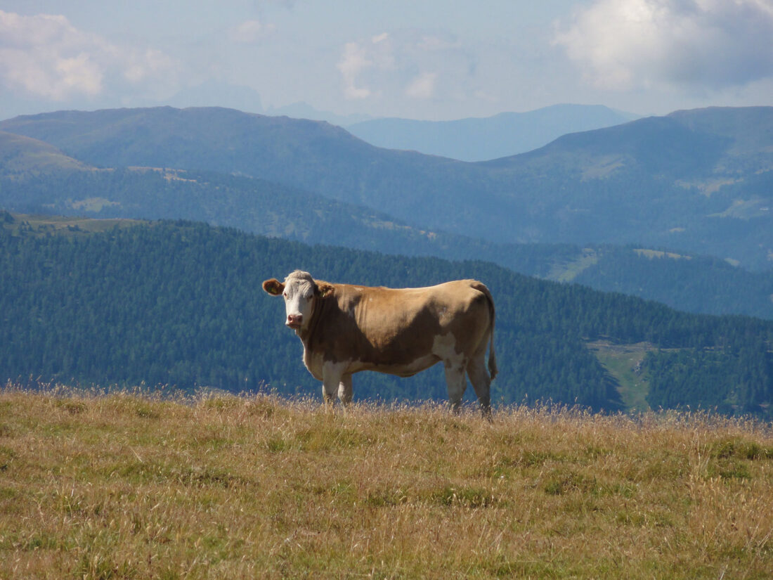 Arnoweg: Entlang des Weges ist man unter ständiger, tierischer Beobachtung.