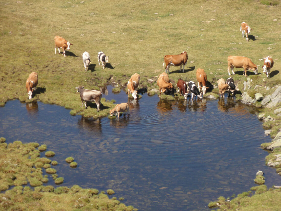 Arnoweg: Auch die Kühe wissen die vielen Bergseen an heißen Sommertagen zu schätzen.