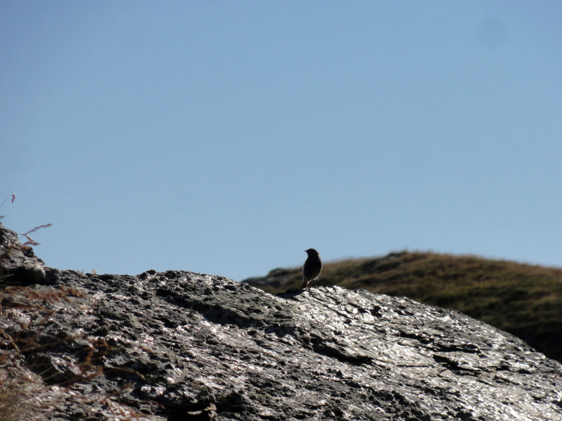 Arnoweg: Vogel in der Morgenstimmung