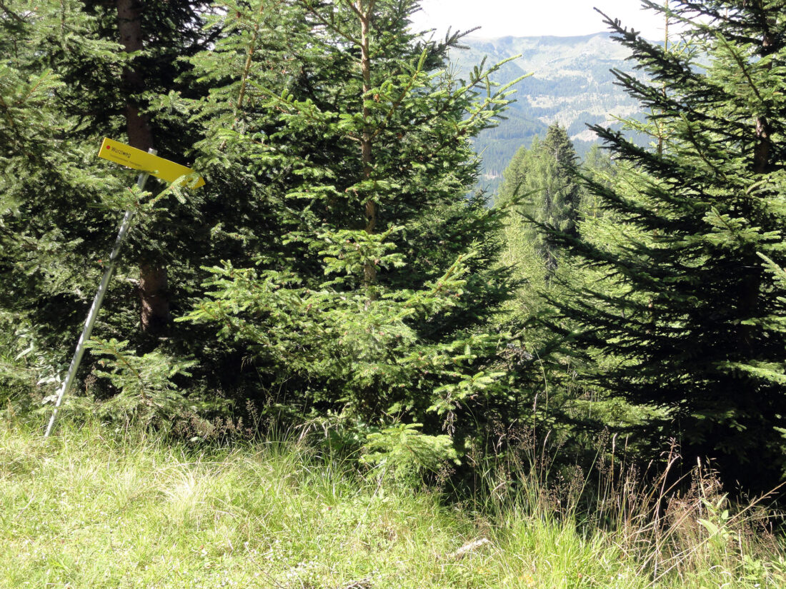 Arnoweg: Der Wurziweg ist beschildert aber komplett zugewachsen.