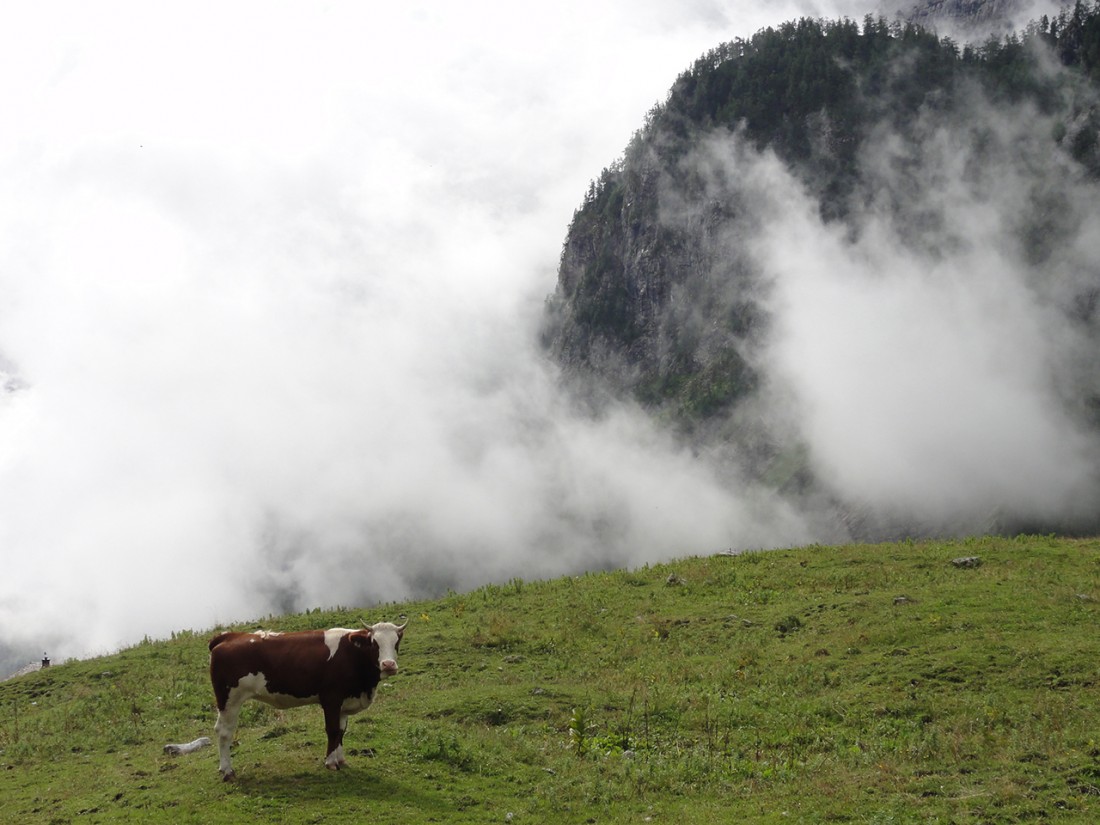 Arnoweg: Kuh auf der Oberen Jochalm