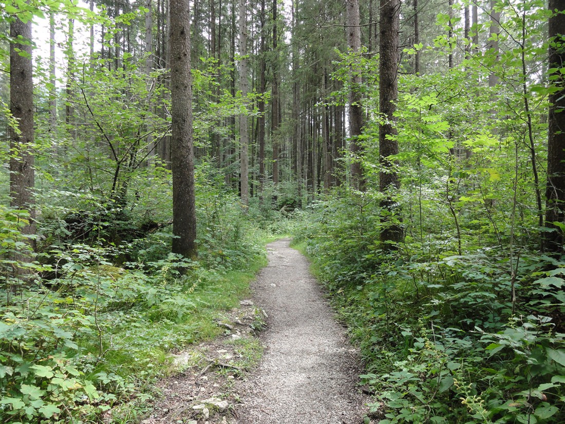 Arnoweg: Der Waldweg Richtung Lofer