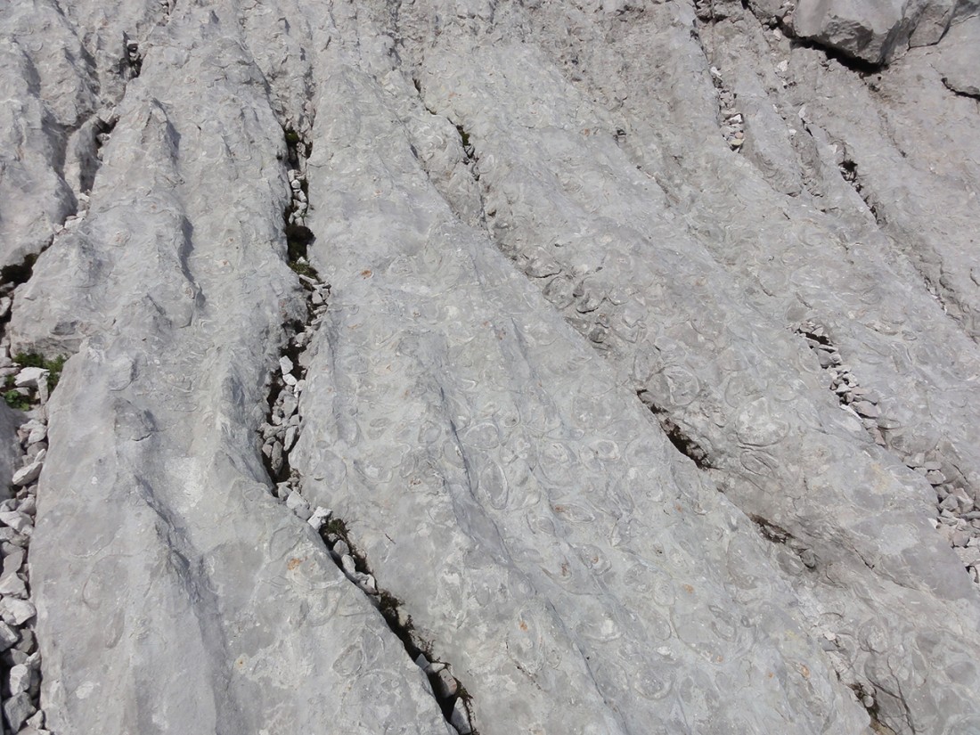 Arnoweg: Fossilien im Kalkstein