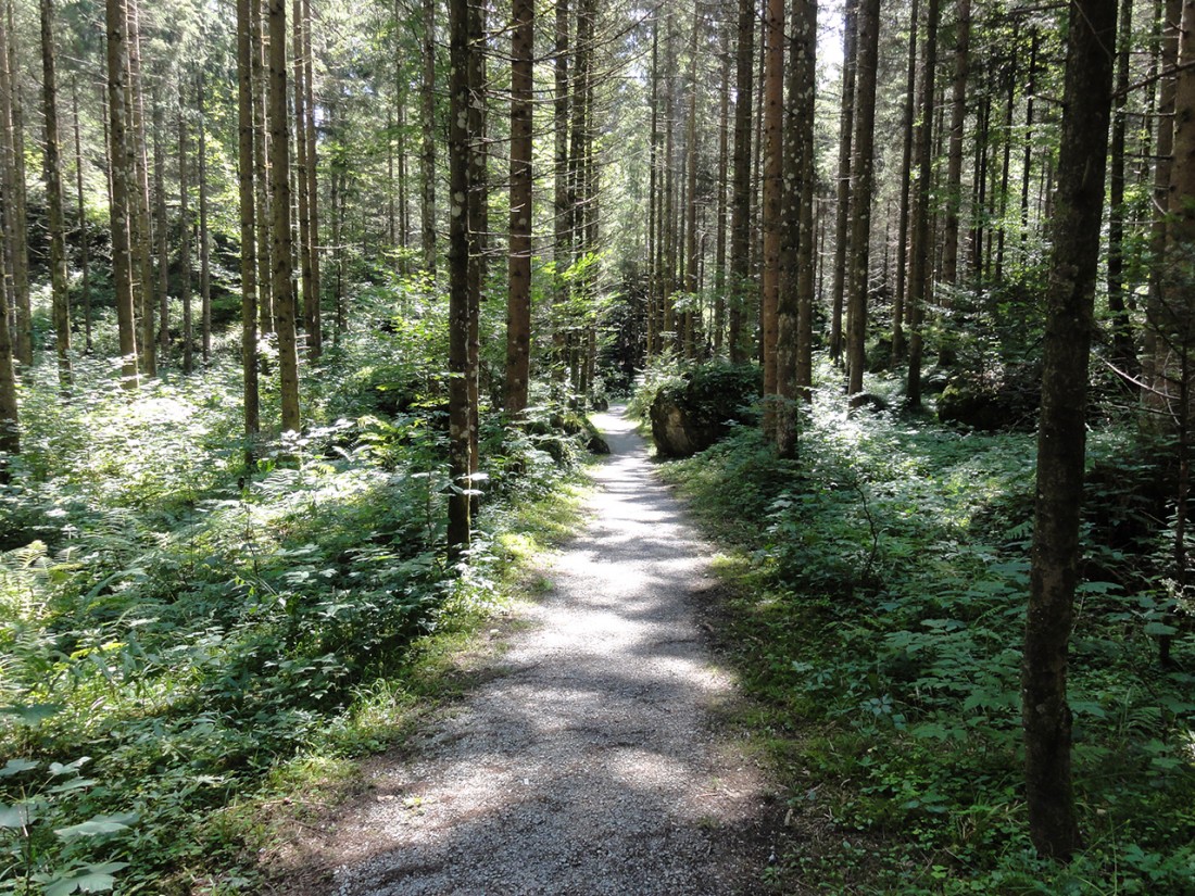 Arnoweg: Waldweg nach Weißbach