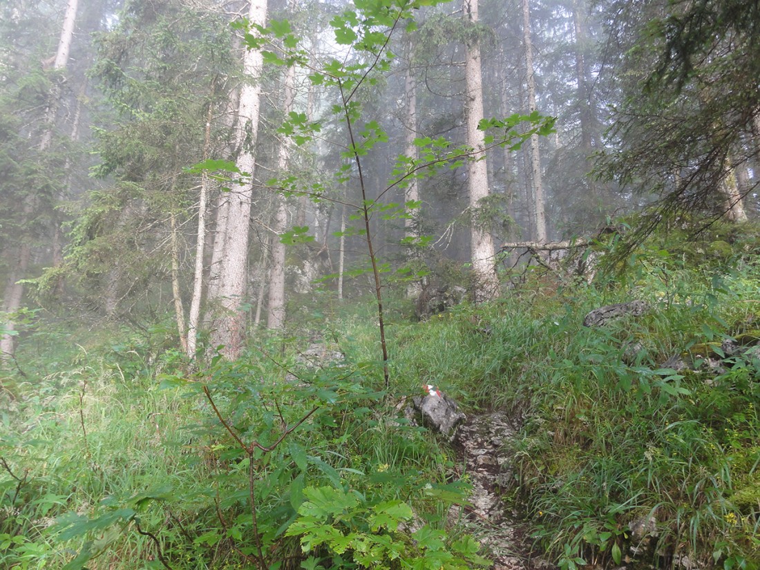 Arnoweg: Leichter Nebel am Aufstieg Richtung Passauer Hütte