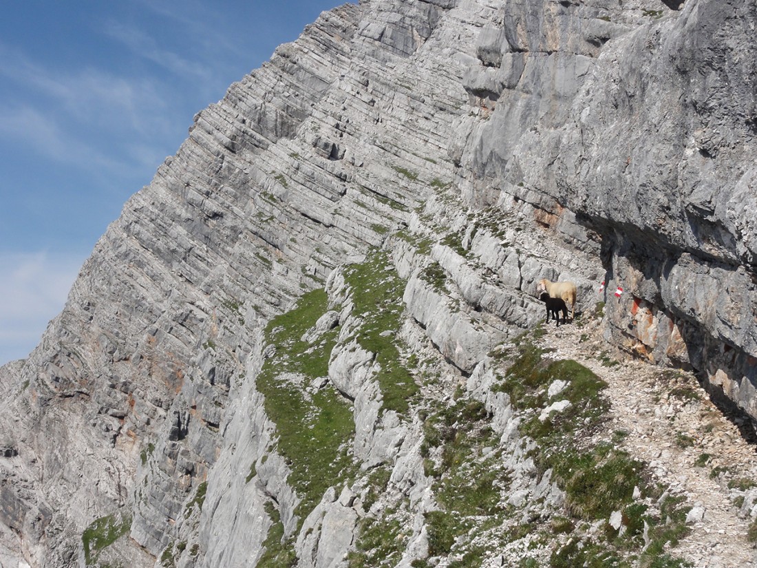 Arnoweg: Schafe in den Leoganger Steinbergen am Weg auf das Birnhorn (2634 m)