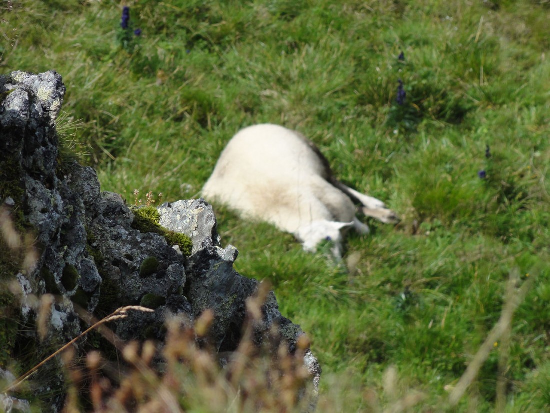 Arnoweg: Unter dem Gipfel des Hundsteins machten auch die Schafe eine verdiente Mittagspause.