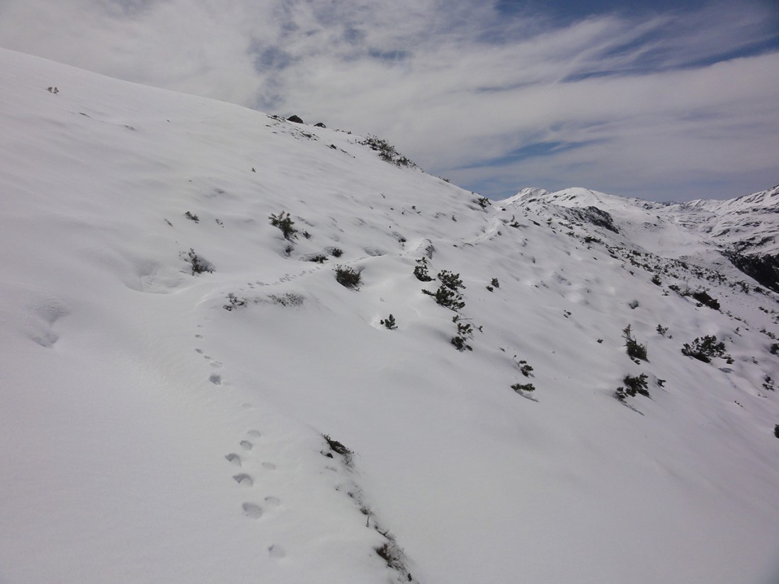 Arnoweg: Wildtierspuren im Schnee zeigen den Weg.