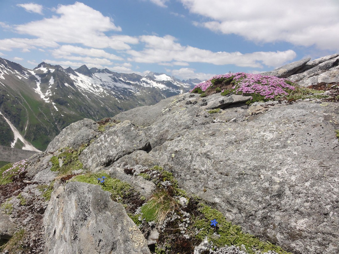Arnoweg: Die Alpine Flora fühlt sich wohl.