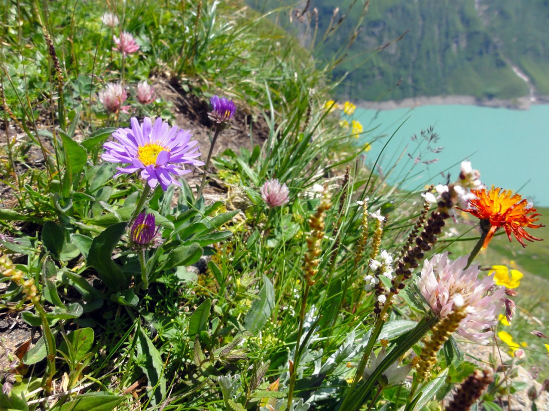 Arnoweg: Herrliche Blumenvielfalt und Farbenpracht beim Aufstieg Richtung Kammerscharte
