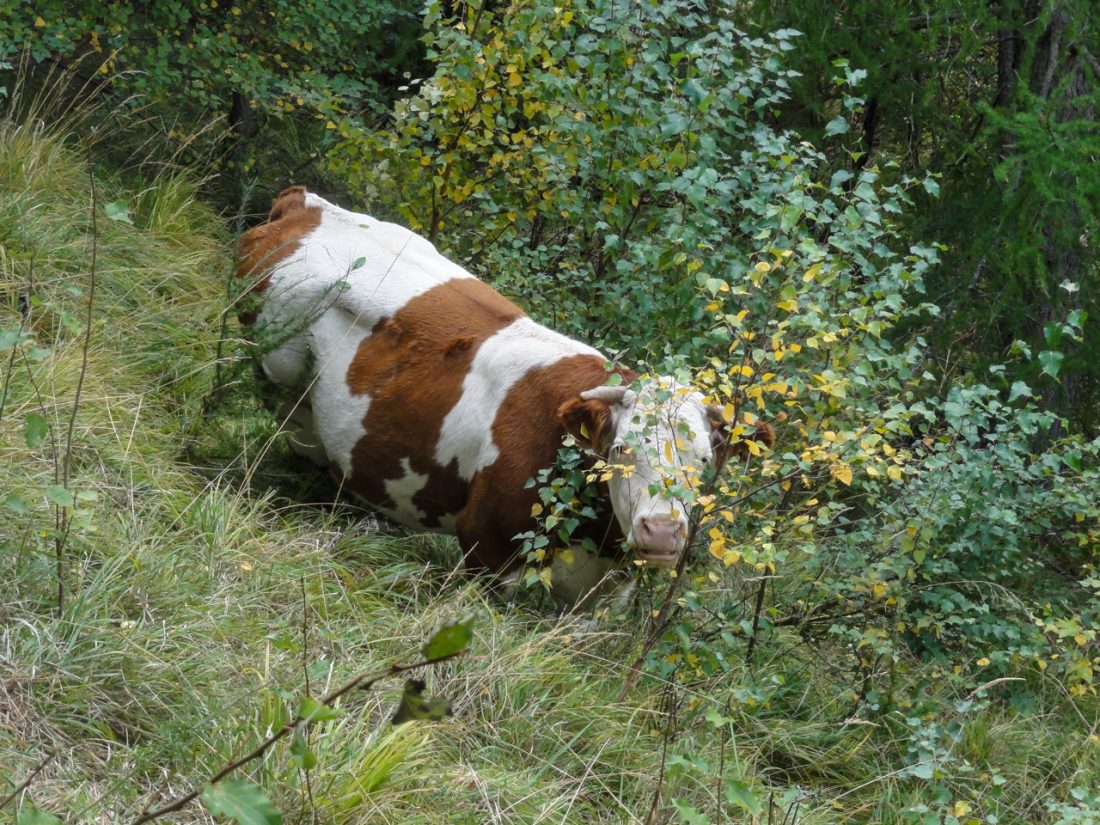 Arnoweg: Eine neugierige Kuh entlang Wanderwegs