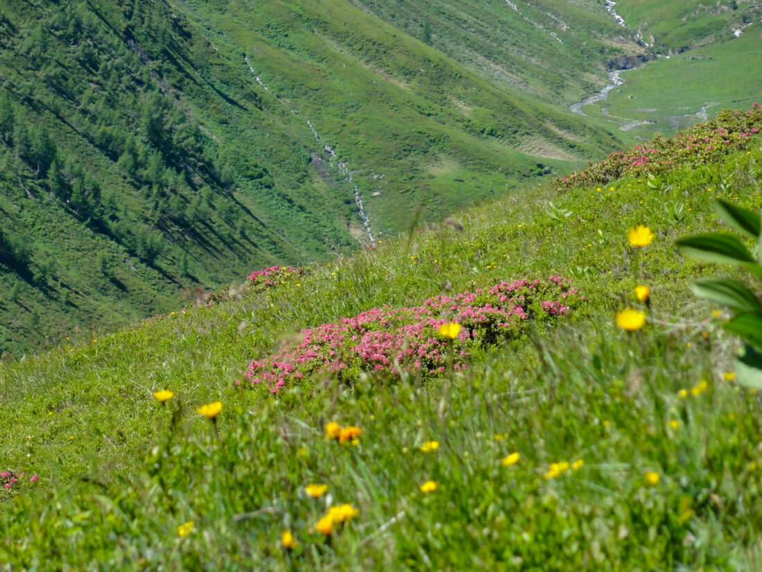 Arnoweg: auch blüht im Juli der Almrausch noch herrlich auf den Almwiesen über den Hängen der Sticklerhütte